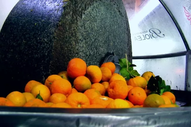 Oliwa Biolea Nerantzio Tłoczona z Pomarańczami 250ml BIO